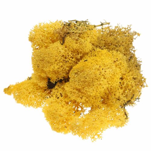 Musgo amarillo 100gr