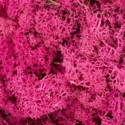 Musgo fucsia 100gr