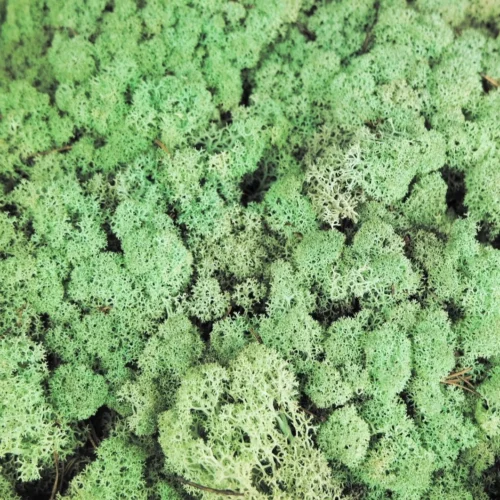 Musgo verde menta 100gr
