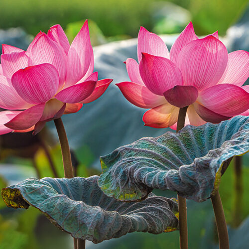 Flores de Lotus Rosa (500pz)
