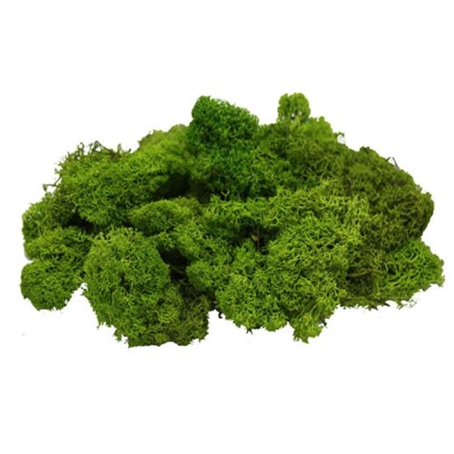 MUSGO NATATURAL VERDE PRIMAVERA 100gr