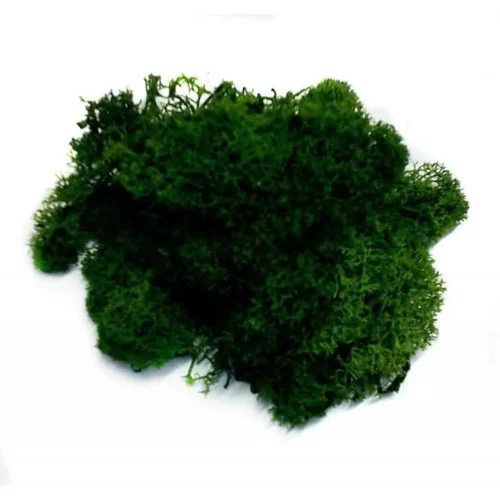 MUSGO VERDE NATURAL OSCURO 1kg